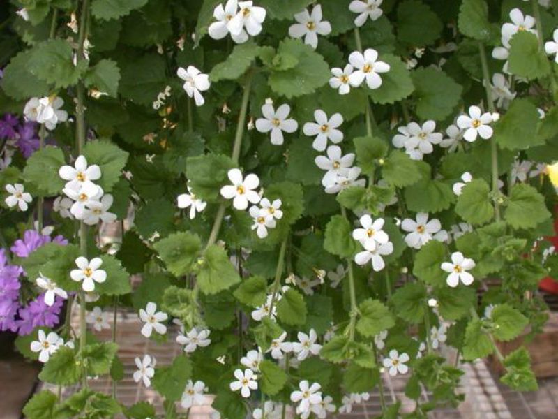 Bacopa semak untuk taman dan balkoni