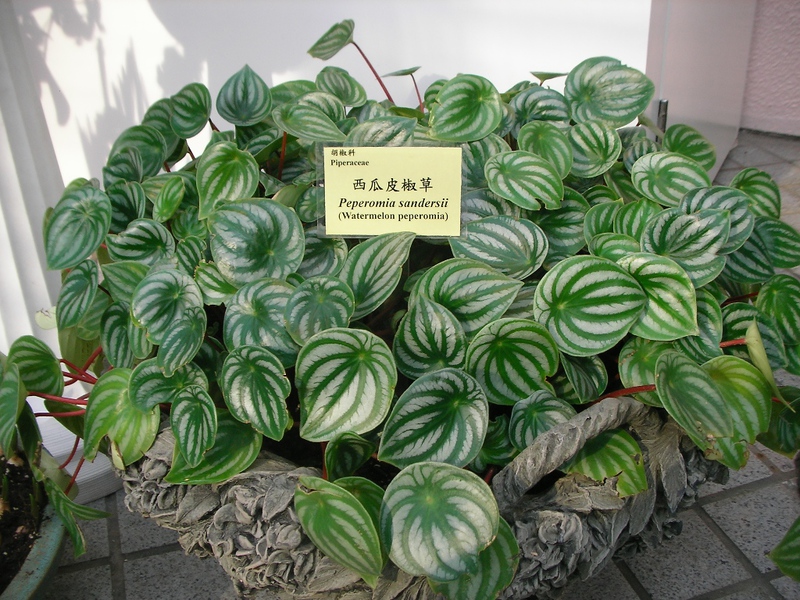 Peperomia tanaman rumah