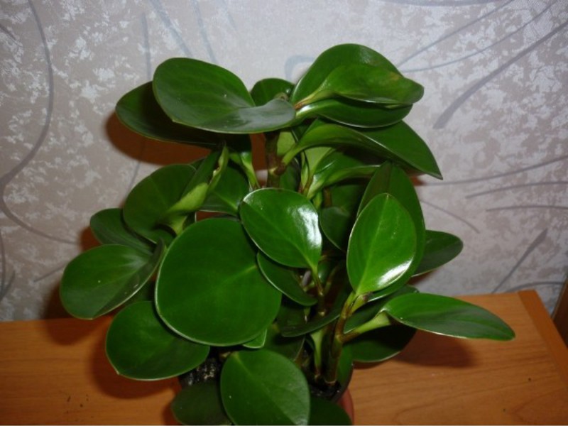 Varieti peperomia dalaman