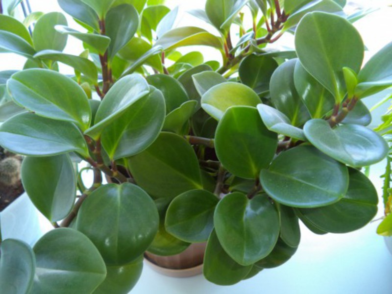 Menyiram peperomia