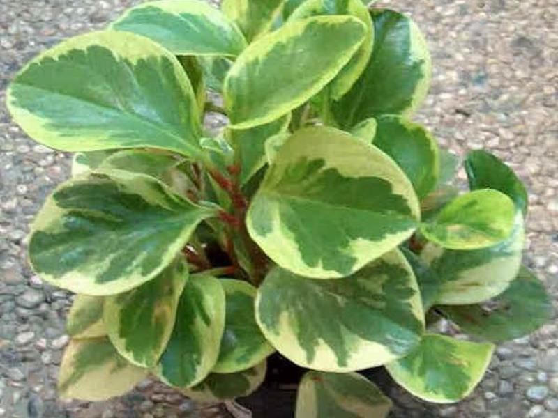 Pemindahan Peperomia