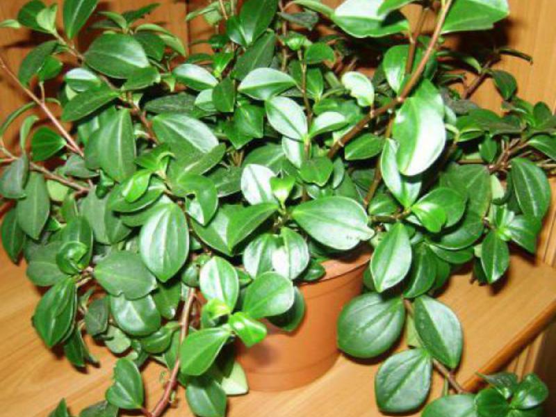 Peperomia di rumah