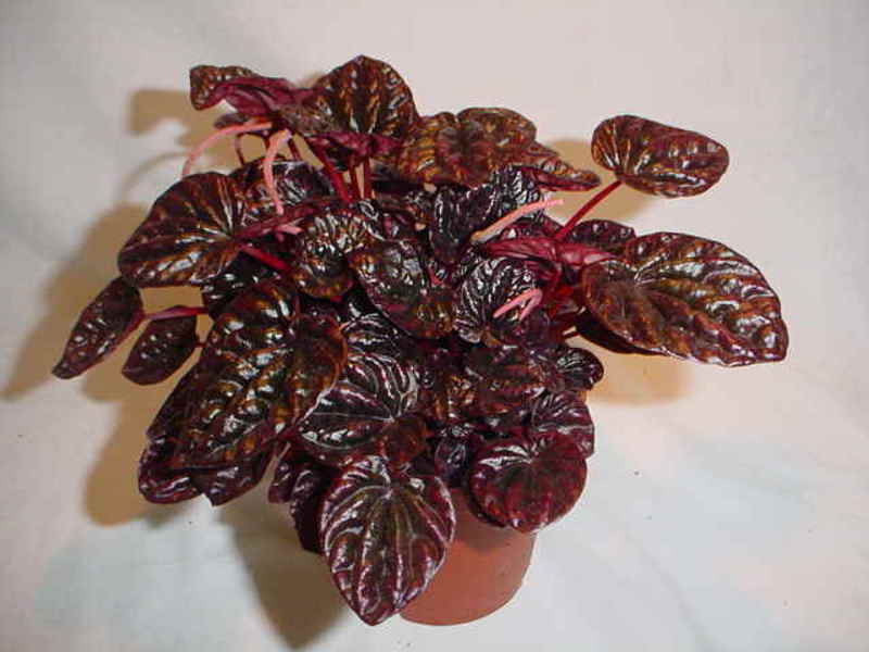 Peperomia dan jenisnya