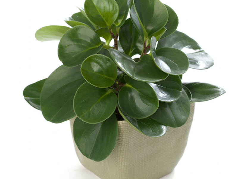 Peperomia dalaman