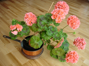 Cara menanam pelargonium dan geranium