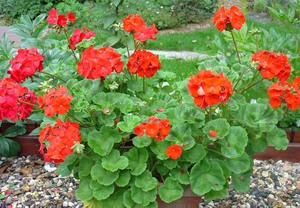 Apakah perbezaan antara pelargonium dan geranium