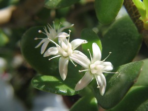 Pokok hidup dan kekuatan penyembuhannya