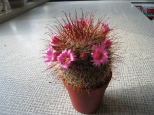 Mammillaria Boksana