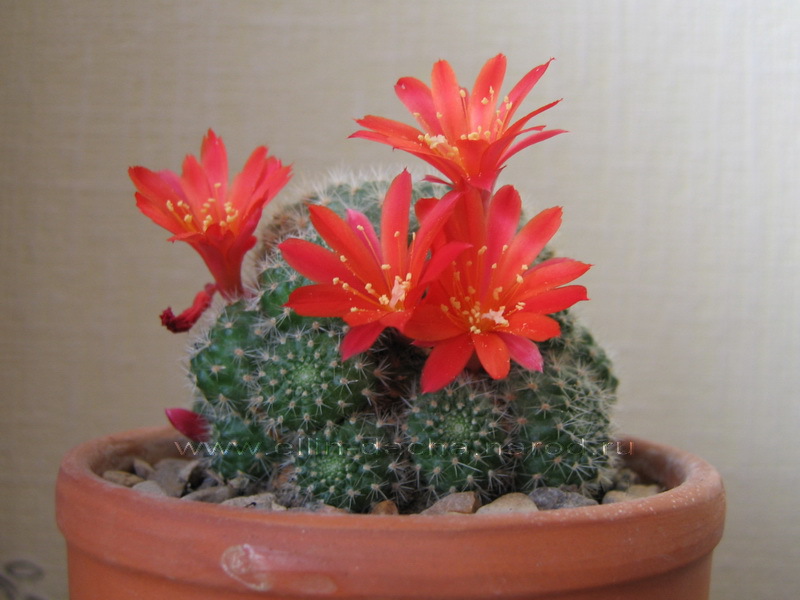 Mammillaria - kaktus kecil