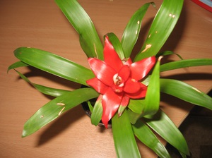 Cara menjaga guzmania