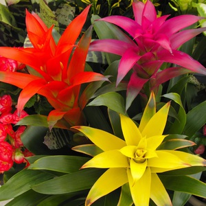 Pelbagai Guzmania