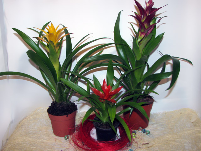 Varieti guzmania