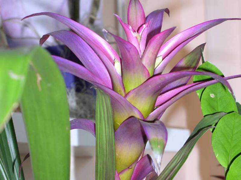 Penanaman guzmania