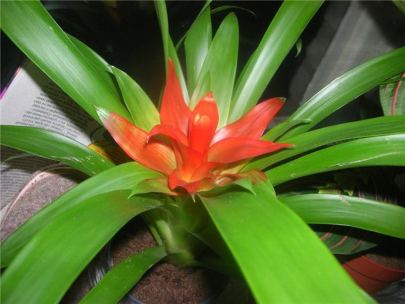 Rumah guzmania