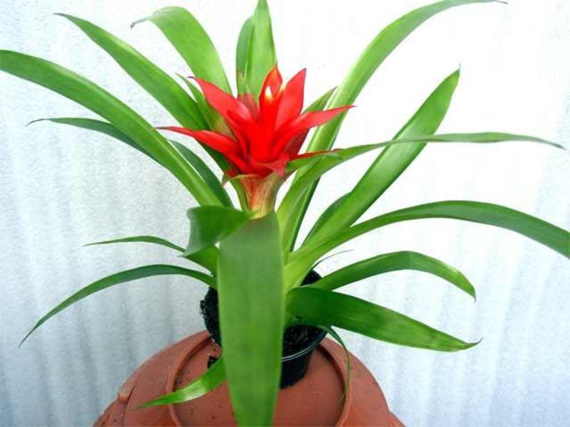 Jenis guzmania