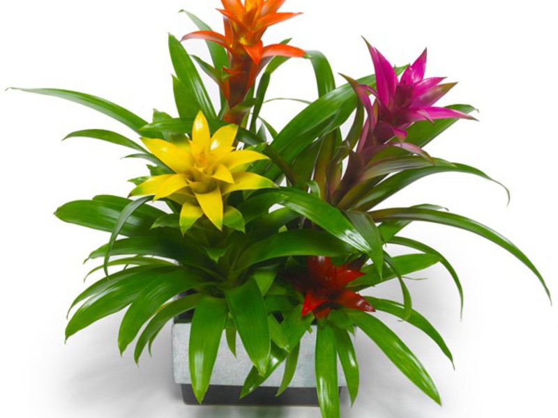 Pemindahan Guzmania