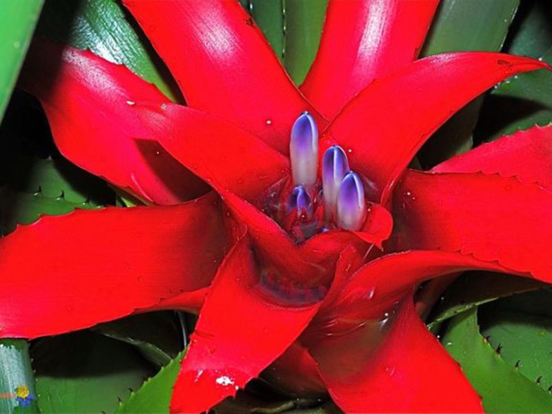 Bagaimana Guzmania tumbuh