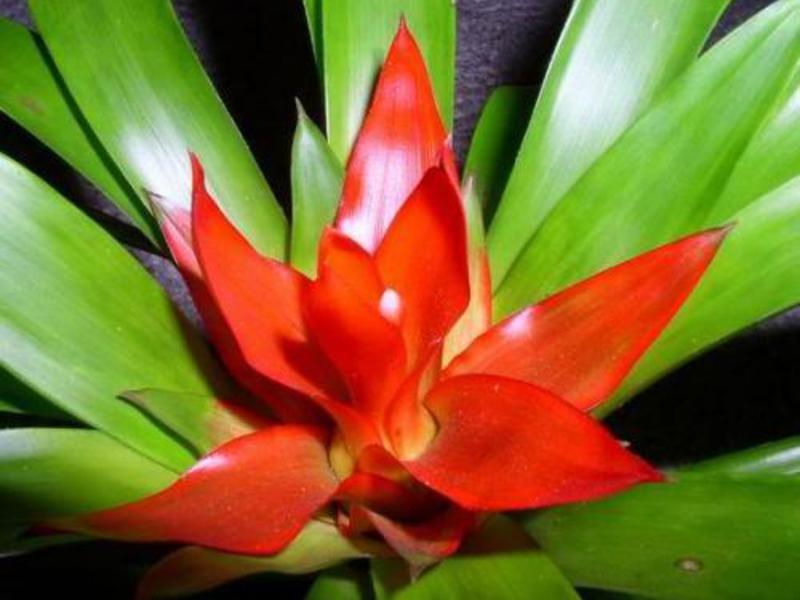 Rumah guzmania