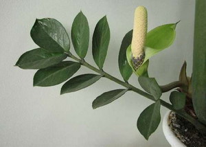 Zamioculcas mekar -