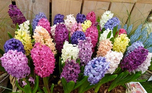  Hyacinths adalah bunga yang indah yang dapat menggembirakan anda di laman web dan di rumah.