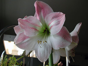 Hippeastrum berwarna merah jambu dan putih ditunjukkan dalam foto.