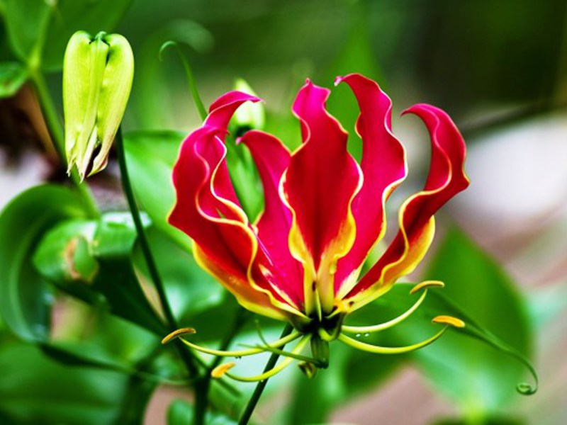 Gluciosa mekar merah di kebun.