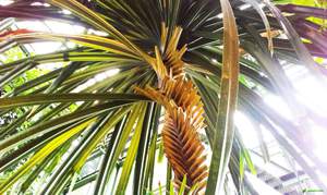 Pandanus bukan tanaman yang menuntut.