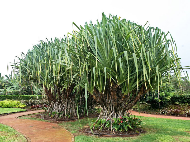 Pandanus Veicha adalah tanaman besar, kadang-kadang disebut pokok palma.