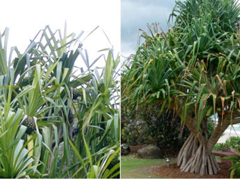 Pandanus Sandera adalah tanaman tropis yang ditanam di rumah dan pejabat sebagai tanaman hiasan.