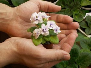 Peraturan untuk menjaga violet di rumah