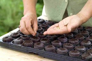 Nuansa pembiakan biji begonia