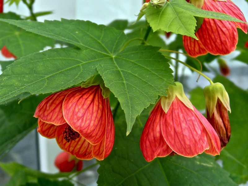 Abutilon bunga dalaman