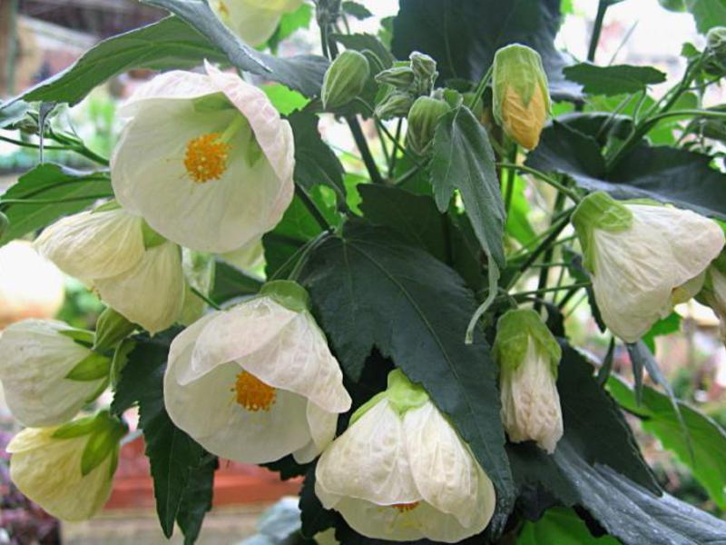 Varieti tanaman Abutilon