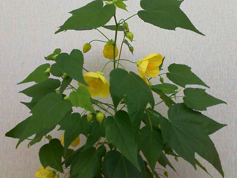 Tempoh berbunga Abutilon