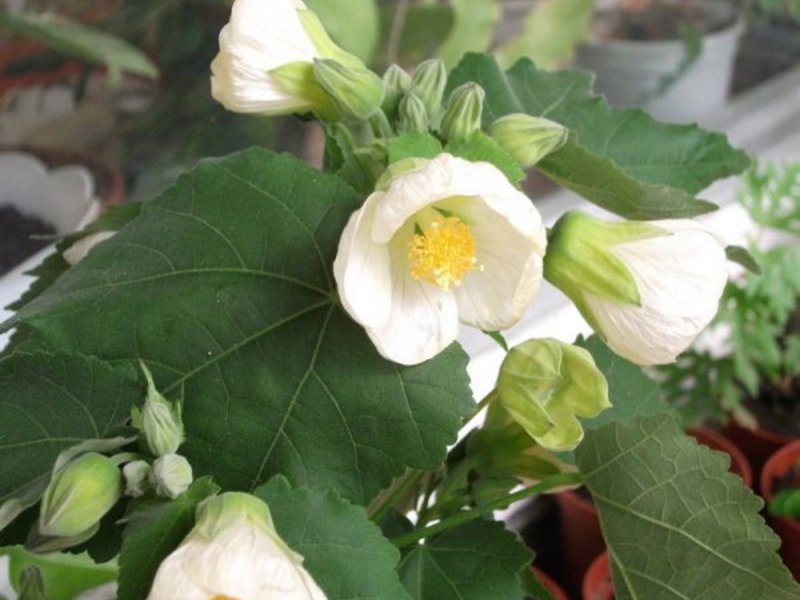 Cara mengesan bunga abutilon