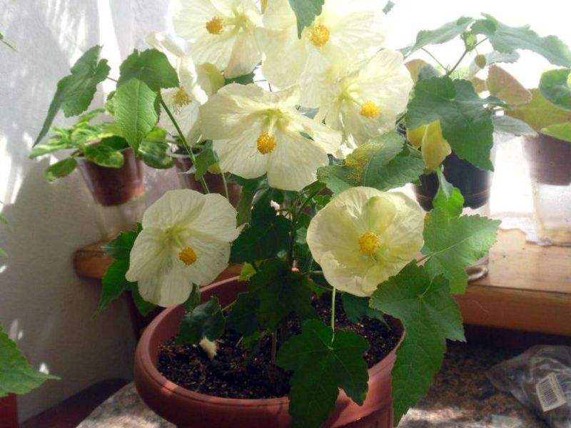 Pemindahan bunga Abutilon