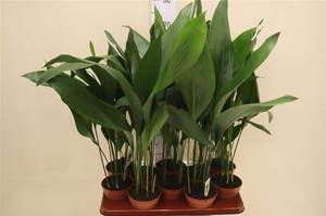 Aspidistra tinggi