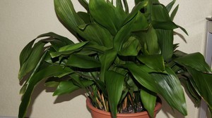 Varieti aspidistra