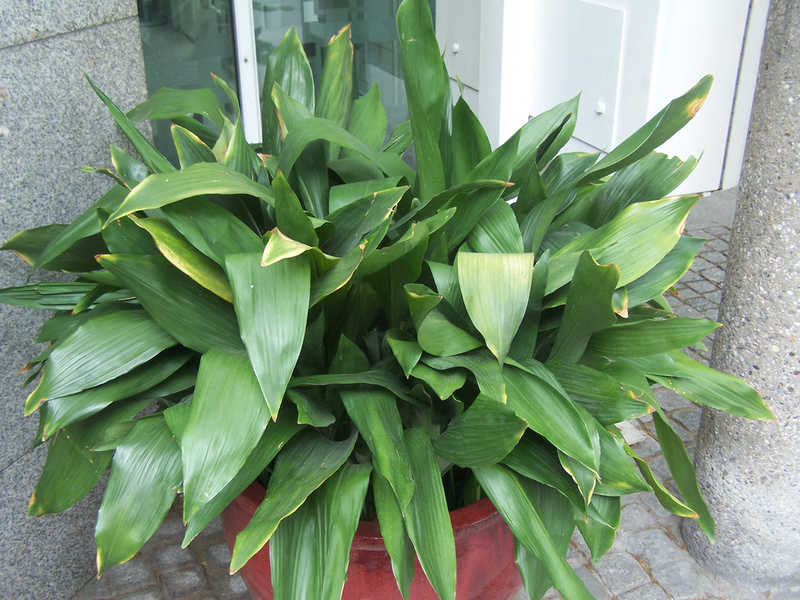 Aspidistra dengan daun hijau tua