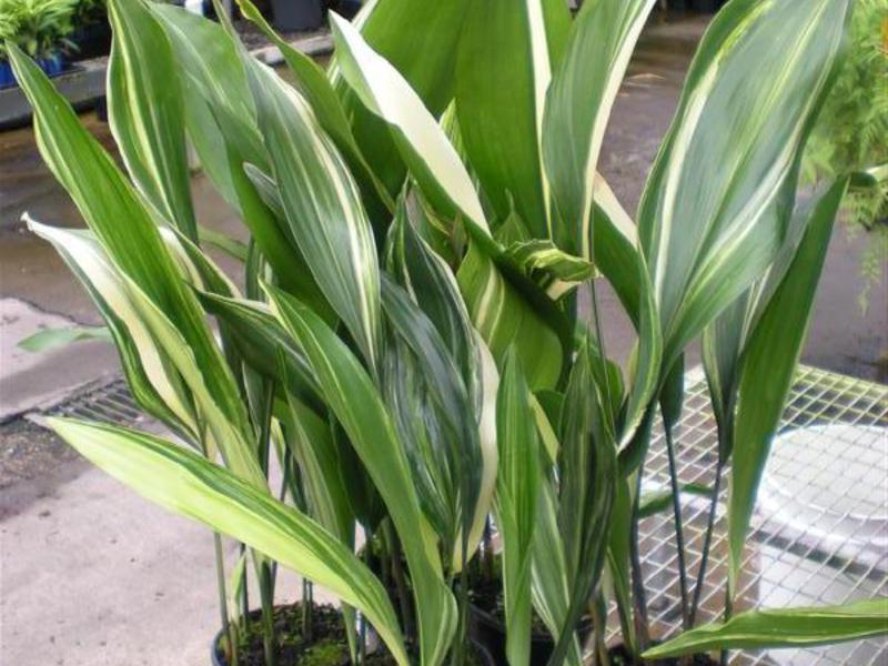 Bilik aspidistra