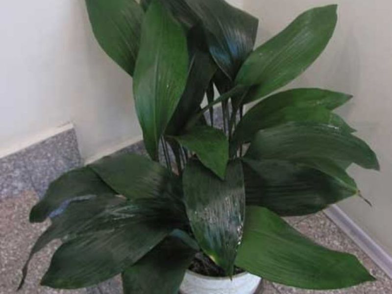 Aspidistra rumah