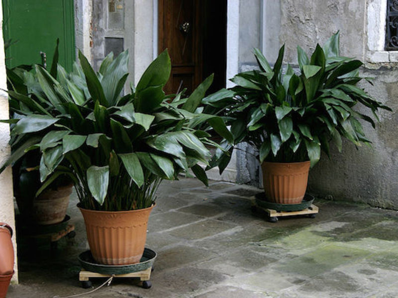 Adakah aspidistra mekar