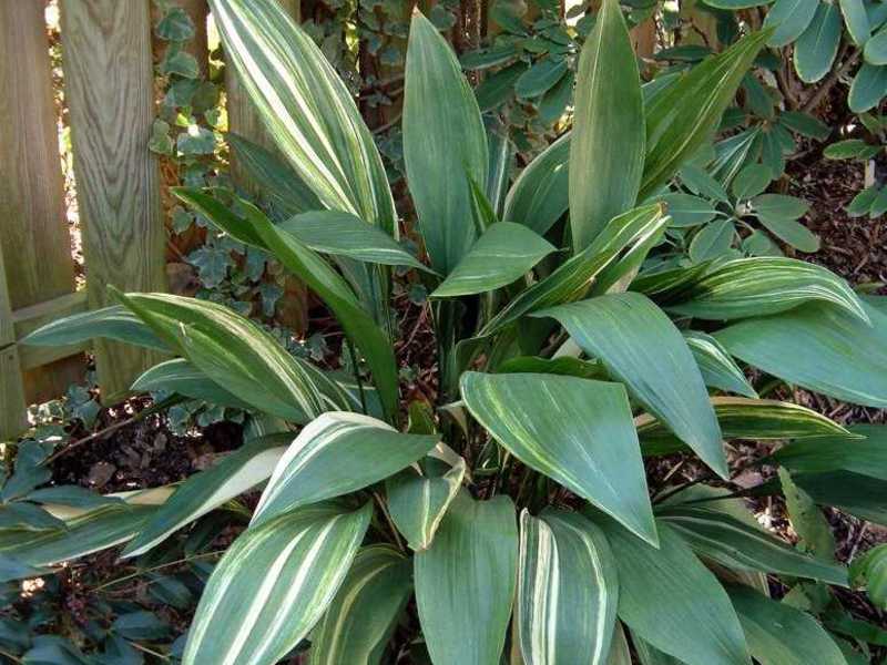 Aspidistra tinggi