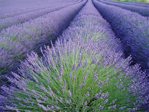 Ladang lavender