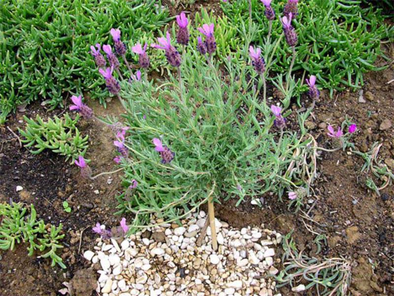 Lavender yang tumbuh