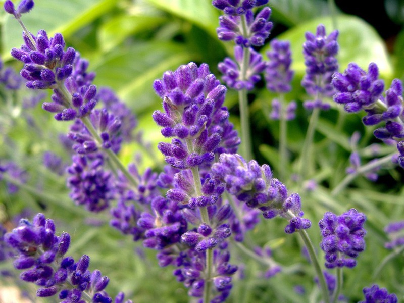 Sifat perubatan lavender