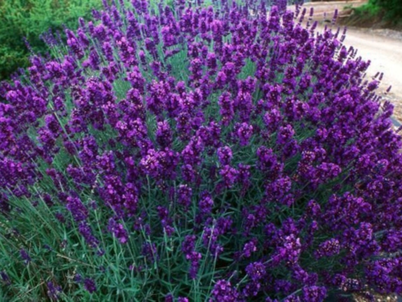 Lavender, lavender gunung