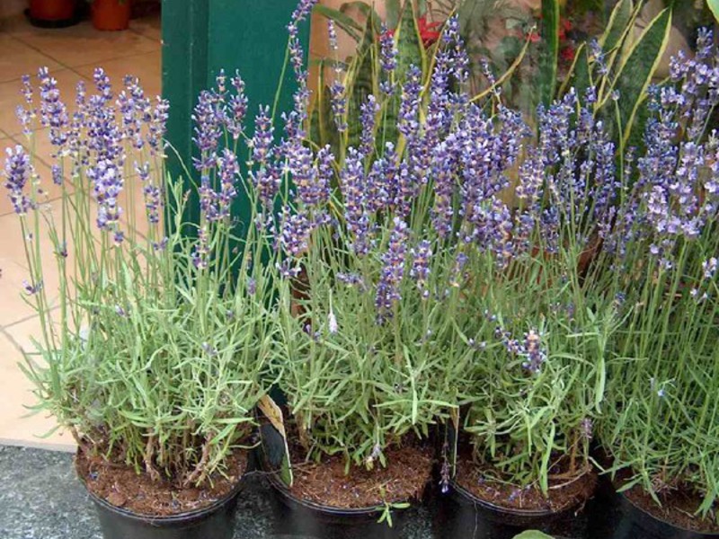 Permohonan lavender