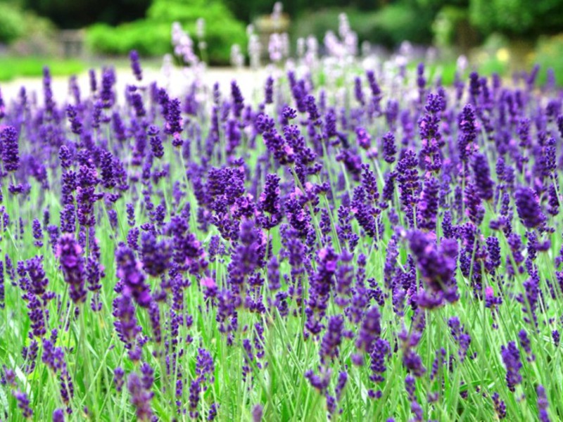 Lavender wangi