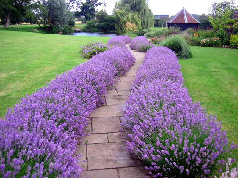 Pemasangan lavender